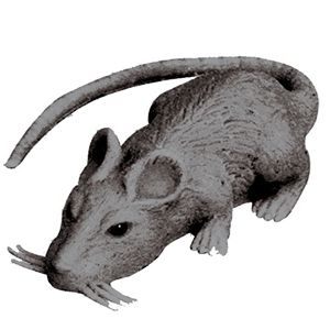 Rato Halloween