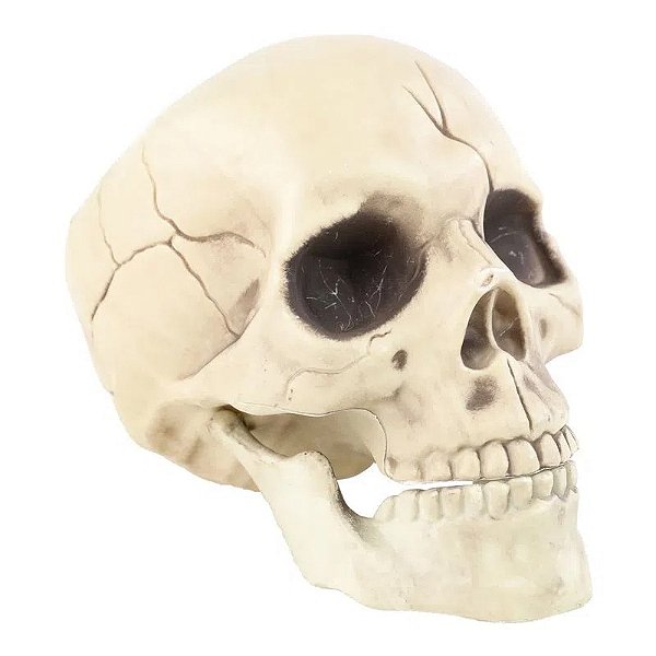 Cranio Decorativo Mandíbula Móvel 20cm