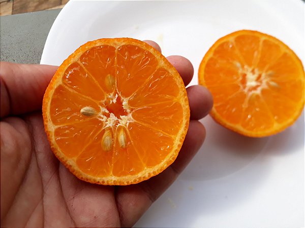 Limão Cravo Natural colhido na hora 800g