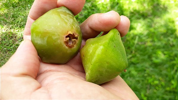 Cambuci Natural Congelado ou in Natura(fruta) 500g