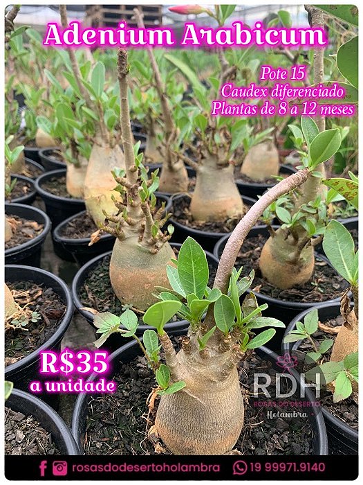 RD  Arabicum Padrão