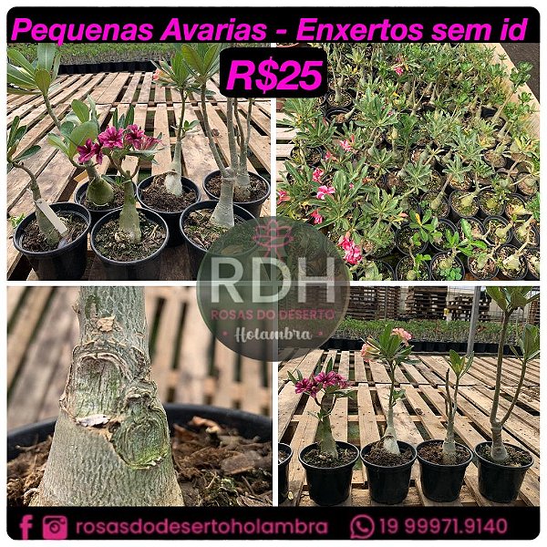 RD  Enxertos Mix Avarias