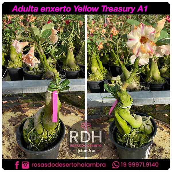 RD Adulta Yellow Treasure