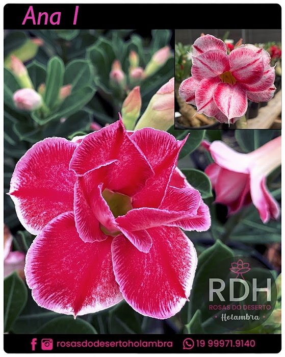 RD Ana 1