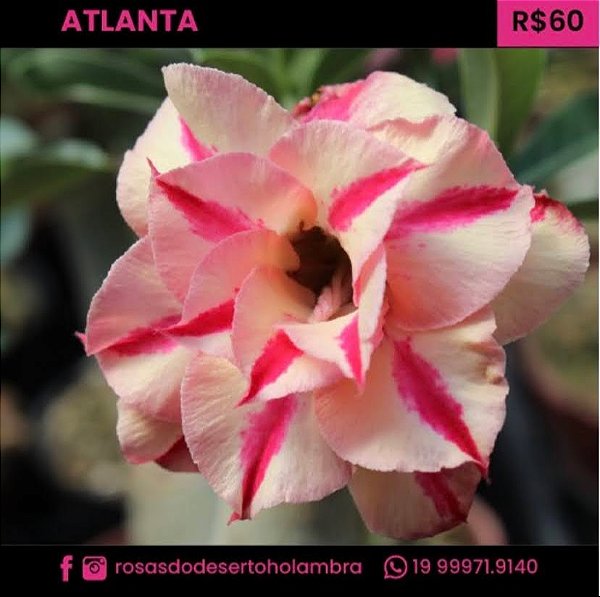 RD Atlanta