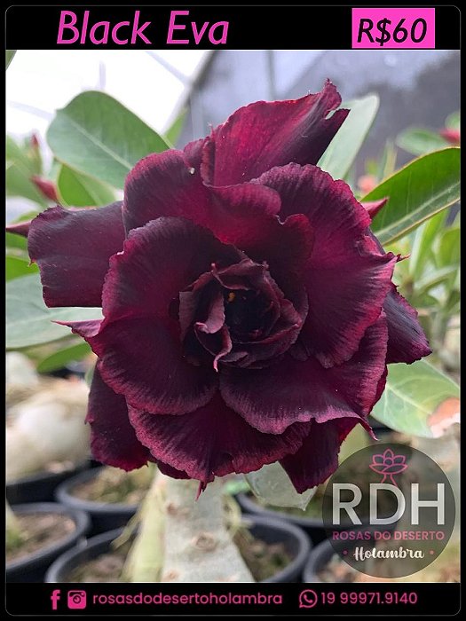 RD Black Eva
