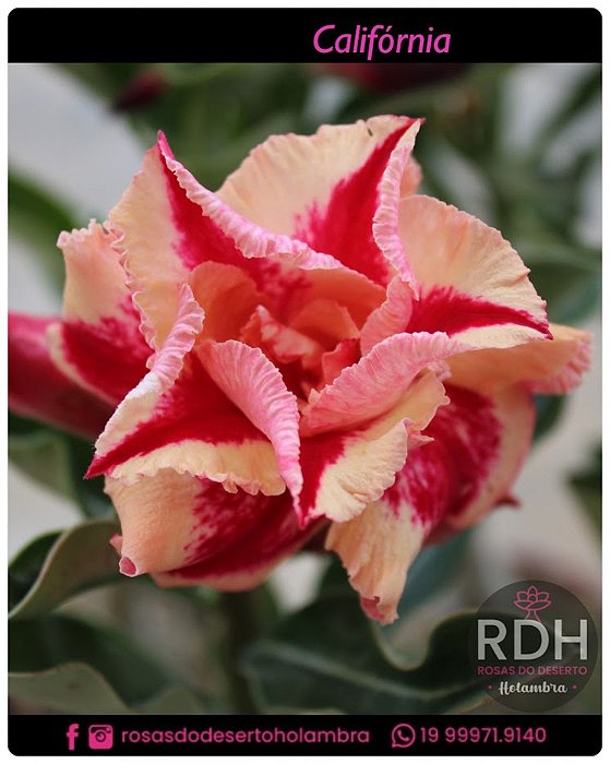 RD Califórnia