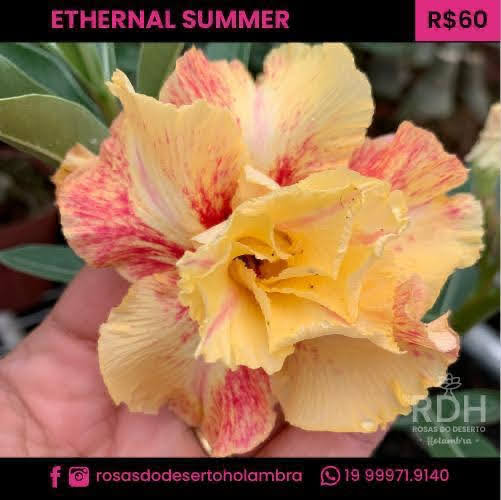 RD Ethernal Summer