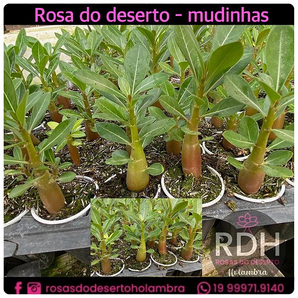RD Mudinhas