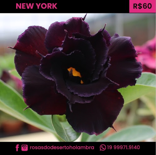 RD New York