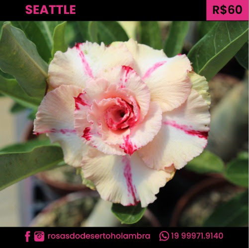 RD Seattle