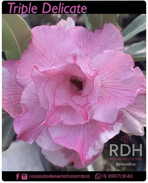 RD Triple Delicate