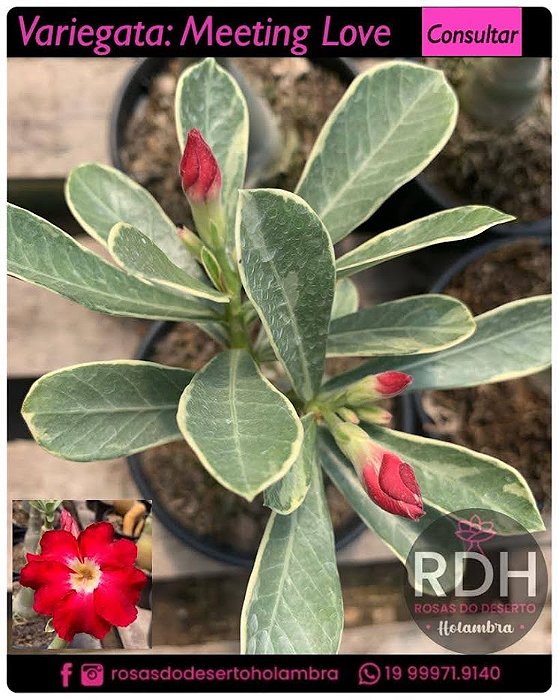 RD Variegata Meeting Love