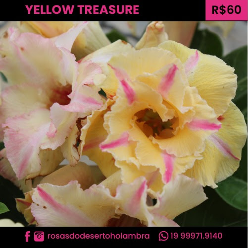 RD Yellow Treasure