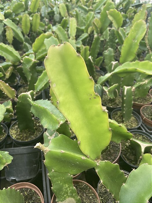Pitaya