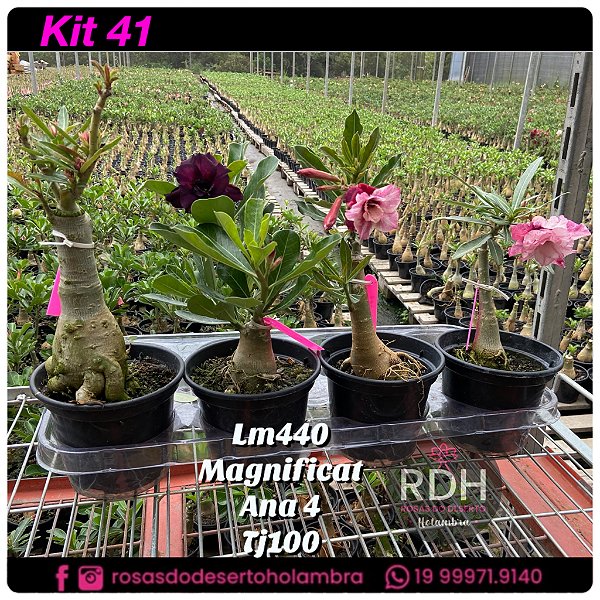 41 - KIT 4 PLANTAS