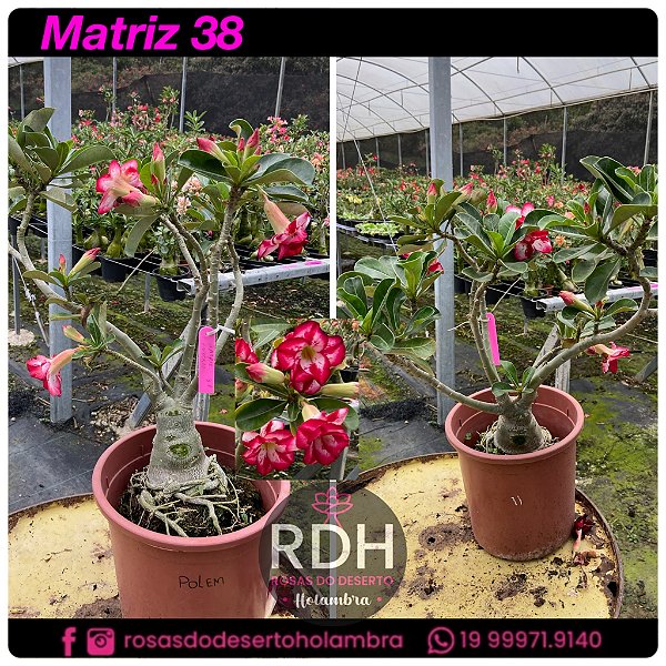 RD MATRIZ - 38
