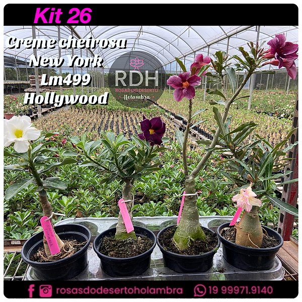 26 - KIT 4 PLANTAS