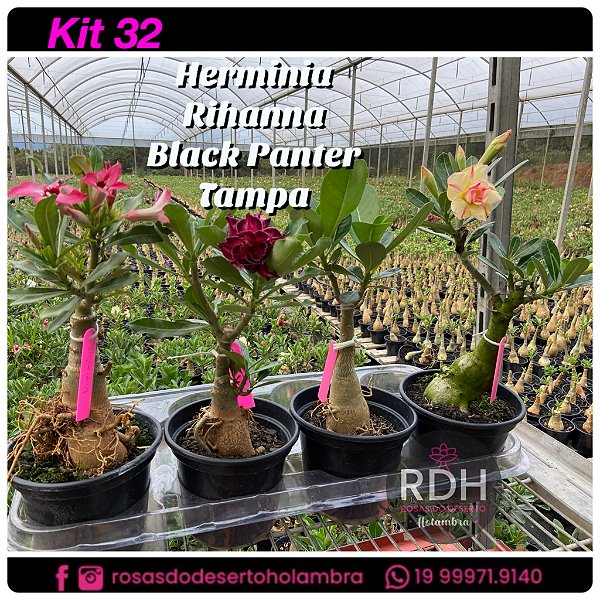 32-  KIT 4 PLANTAS