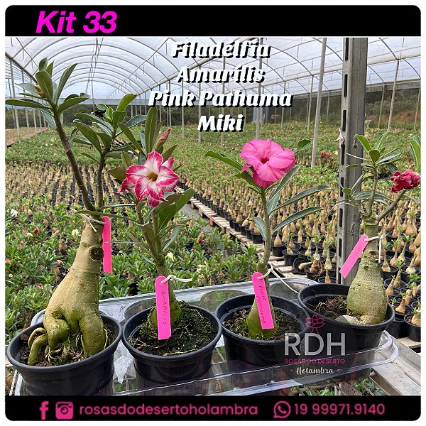 33- KIT 4 PLANTAS