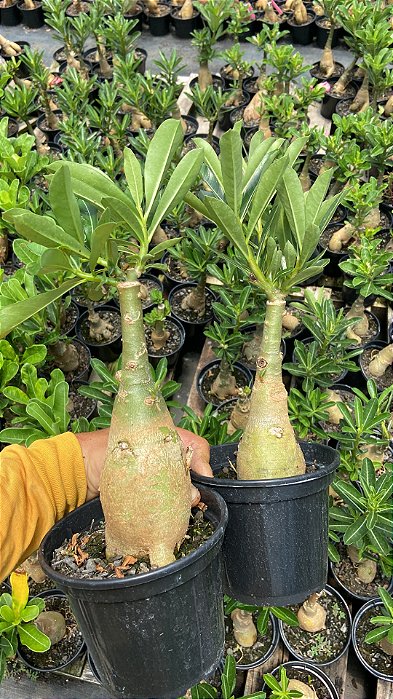 KIT 3 PLANTAS BATATAO