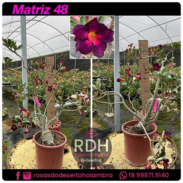 RD MATRIZ - 48