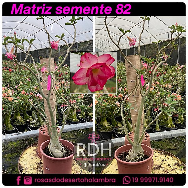 RD MATRIZ - 82