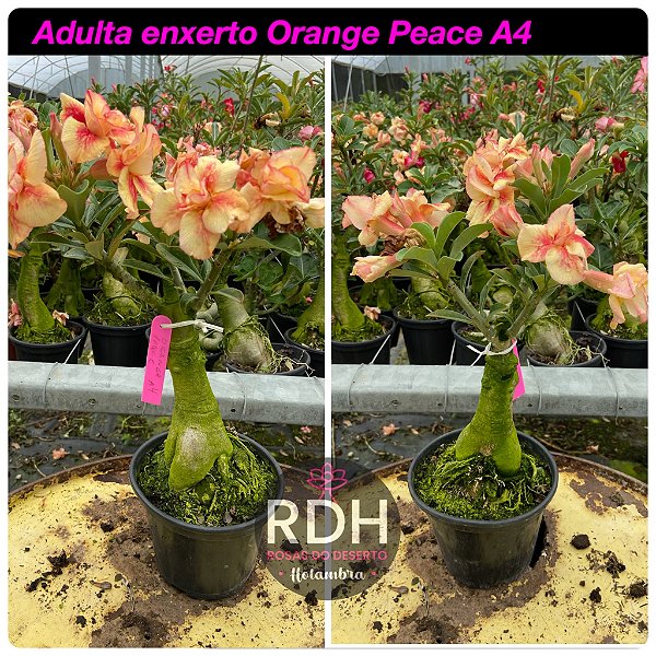 RD Adulta Orange Peace A4