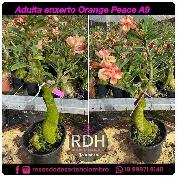 RD Adulta Orange Peace A9