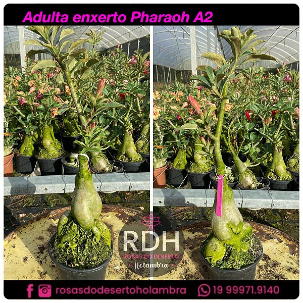 RD Adulta Pharaoh A2