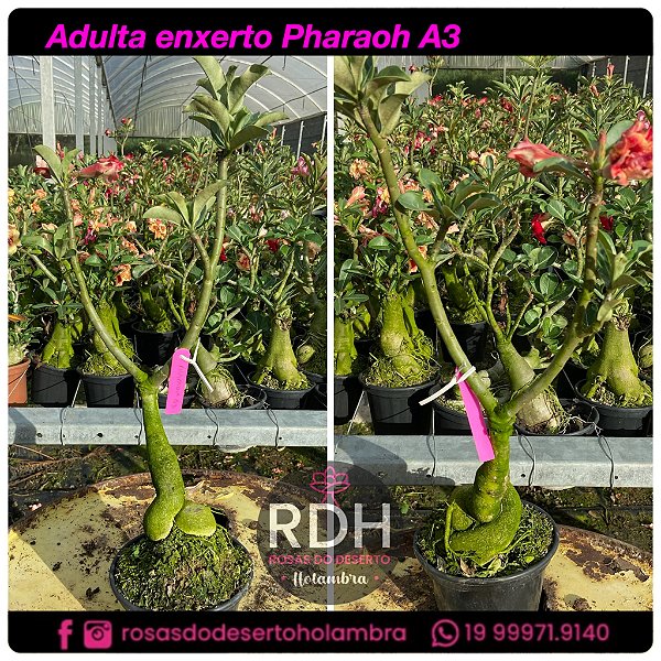 RD Adulta Pharaoh A3