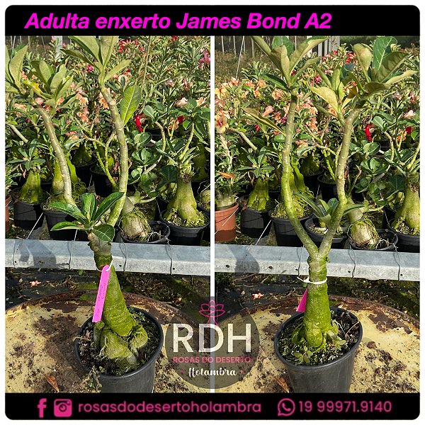 RD Adulta James Bond A2