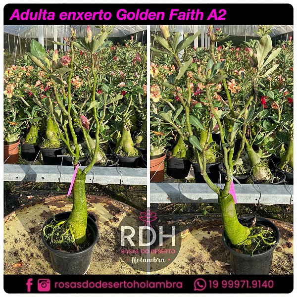 RD Adulta Golden Faith A2