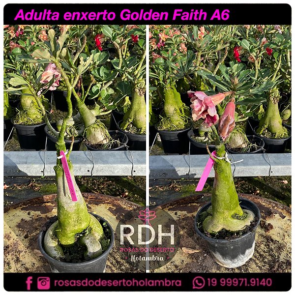 RD Adulta Golden Faith A6