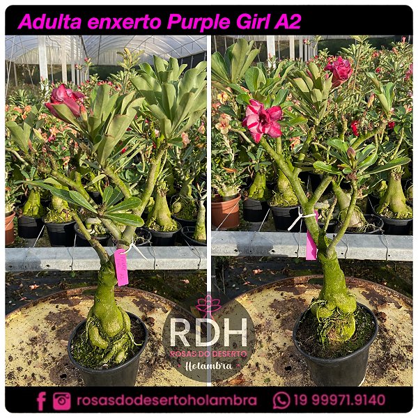 RD Adulta Purple Girl A2