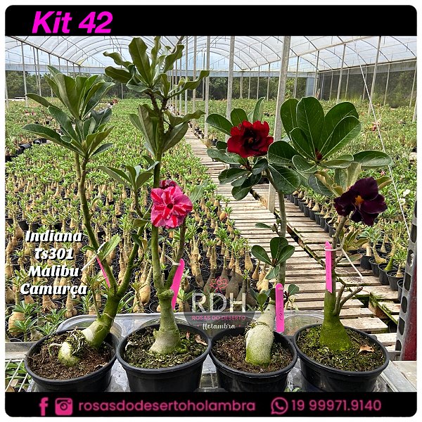 42- KIT 4 PLANTAS