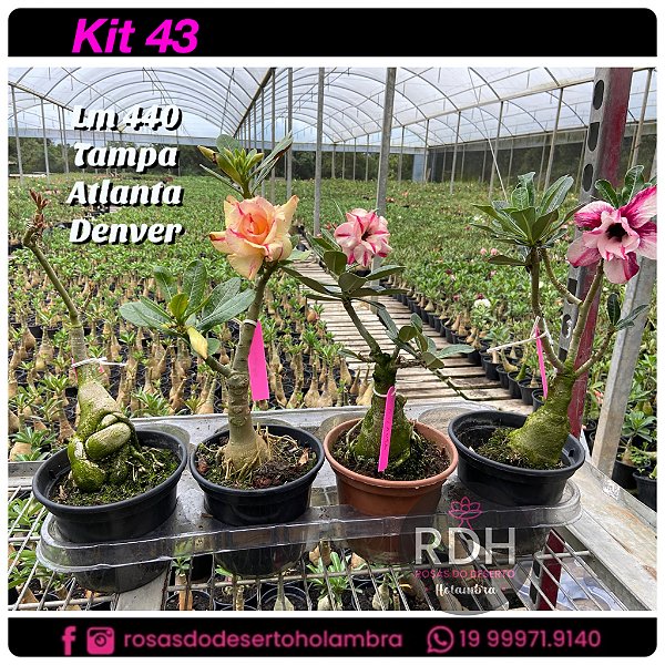 43-KIT 4 PLANTAS