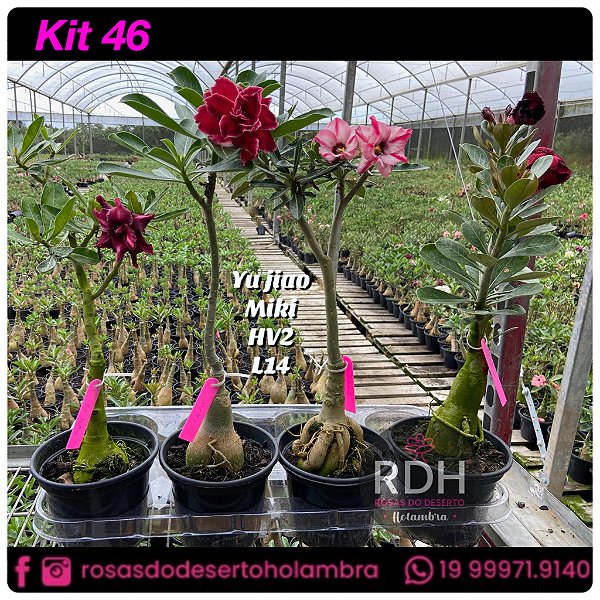 47-KIT 4 PLANTAS