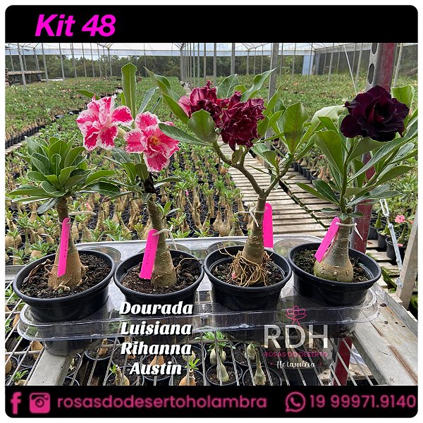 48-KIT 4 PLANTAS