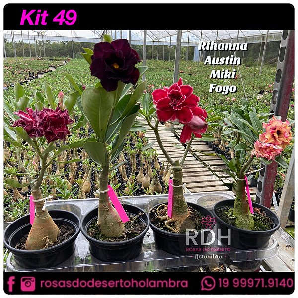 48-KIT 4 PLANTAS