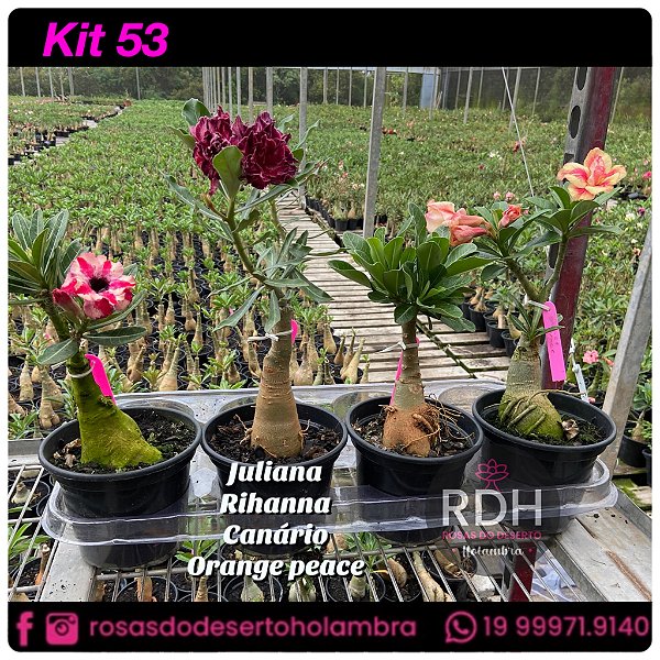 53-KIT 4 PLANTAS