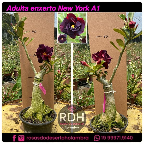 RD Adulta New York A1
