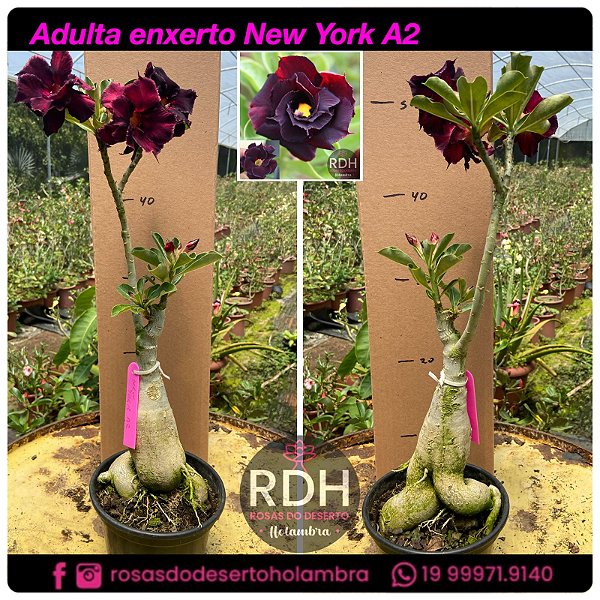 RD Adulta New York A2