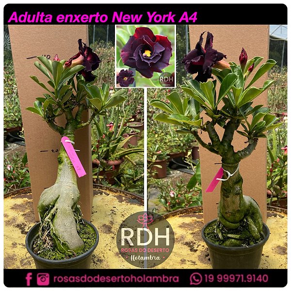 RD Adulta New York A4