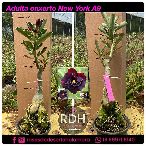RD Adulta New York A9