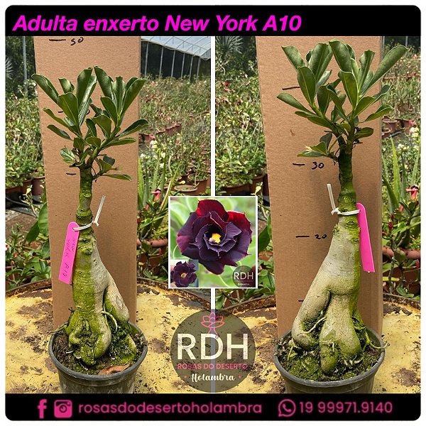 RD Adulta New York A10