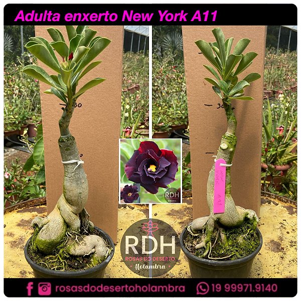 RD Adulta New York A11