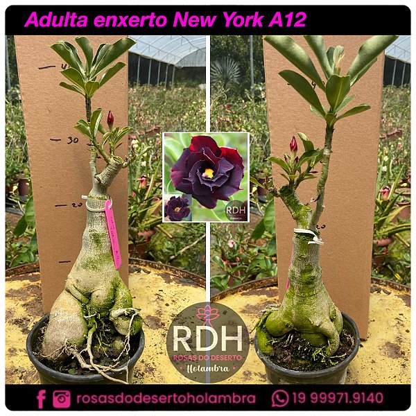 RD Adulta New York A12