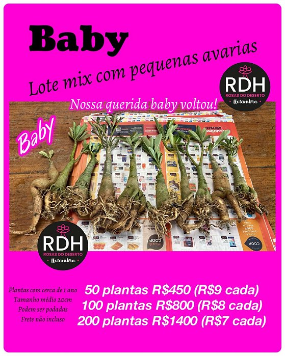 RD  Enxertos Baby 50