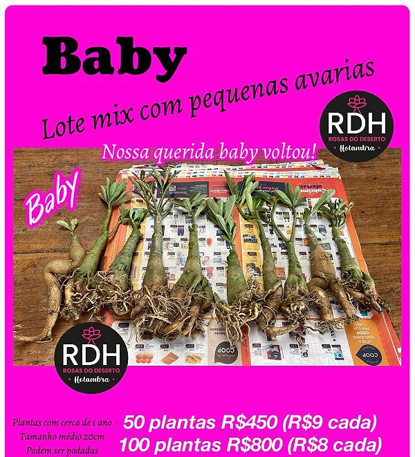 RD Enxertos Baby 50